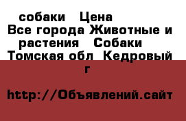 собаки › Цена ­ 2 500 - Все города Животные и растения » Собаки   . Томская обл.,Кедровый г.